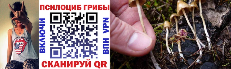 дарк нет как зайти  Волчанск  Галлюциногенные грибы мицелий 